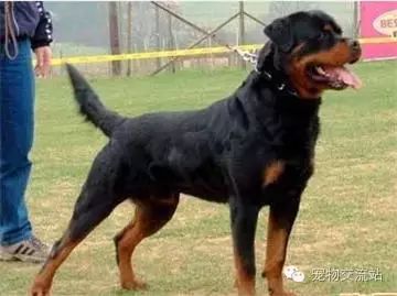 打架最猛的狗十大排行（世界十大打架最猛犬）