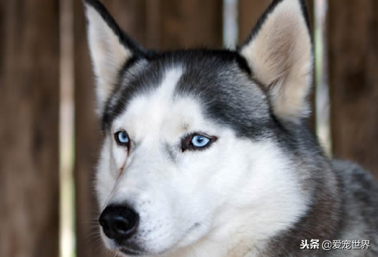 中型犬适合家养的狗,十大适合家养的中型狗推荐