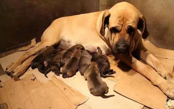 护卫犬排行榜前十名(世界上最优秀的十大护卫犬)