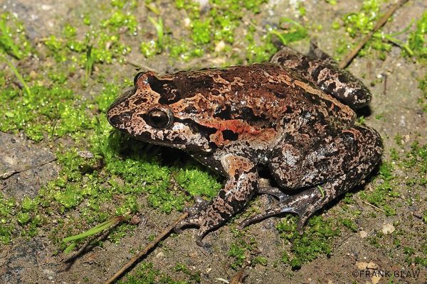 世界十大活化石动物，诞生在远古时代的活化石生物