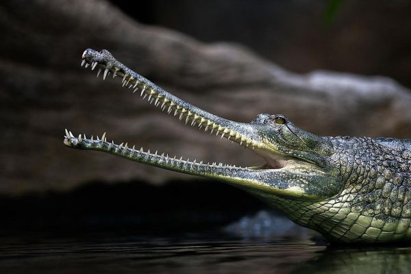 世界十大活化石动物，诞生在远古时代的活化石生物