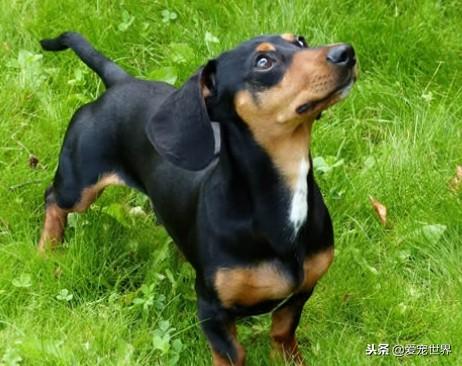 中型犬适合家养的狗,十大适合家养的中型狗推荐