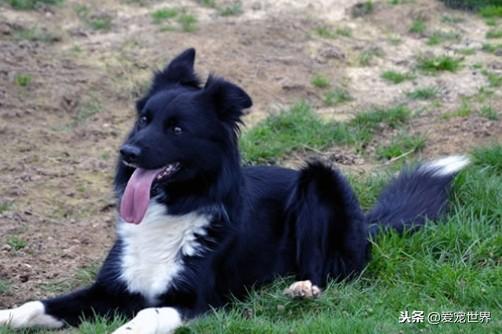 中型犬适合家养的狗,十大适合家养的中型狗推荐