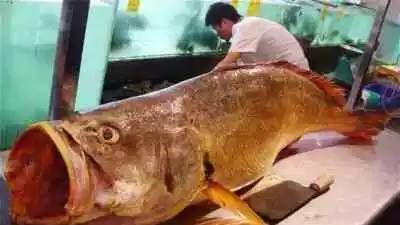 世界十大最贵鱼种，最贵达单尾2119万