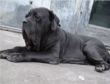 打架最猛的狗十大排行（世界十大打架最猛犬）