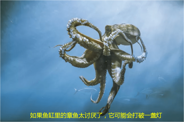 世界十大聪明动物，世界上最聪明的动物前10名