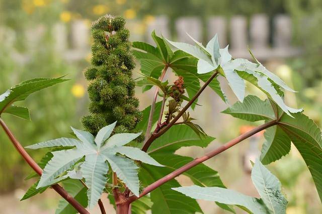世界十大最危险植物，会致命的10大危险植物