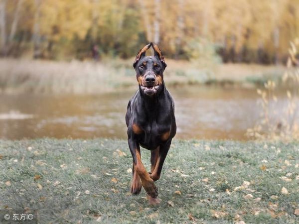 世界十大顶级护卫犬(护卫犬排行榜前十名)