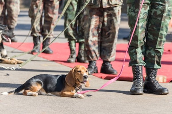 世界十大警犬，史上10大特级军犬