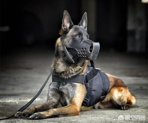世界十大顶级护卫犬(护卫犬排行榜前十名)