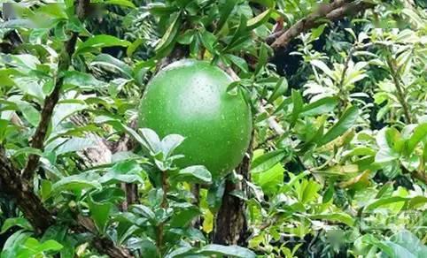 世界十大最危险植物，这10种植物看见了要远离