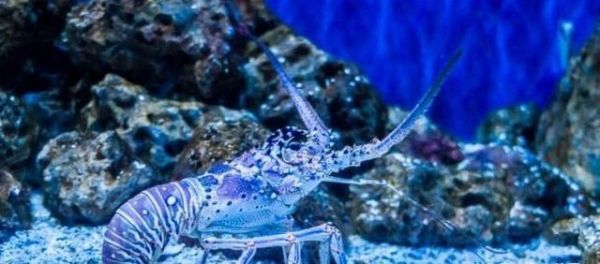 世界十大名贵海鲜排行榜，澳洲帝王蟹仅仅排在第二！你吃过几个？