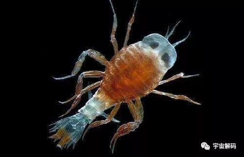 南极十大最独特的动物,南极恐怖10大神秘生物 南极十大最独特的动物,南极恐怖10大神秘生物