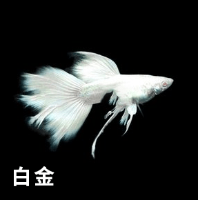 十大最漂亮的孔雀鱼（十大好看的孔雀鱼品种）