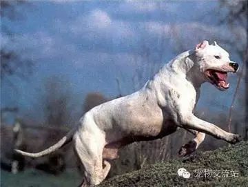打架最猛的狗十大排行（世界十大打架最猛犬）