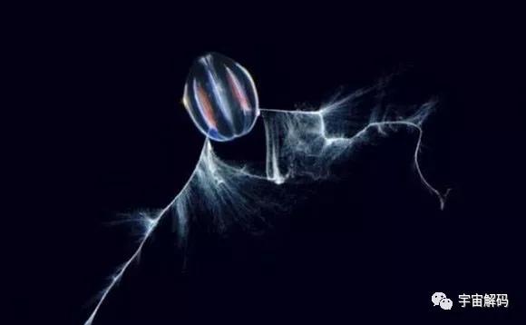 南极十大最独特的动物,南极恐怖10大神秘生物 南极十大最独特的动物,南极恐怖10大神秘生物