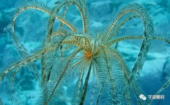 南极十大最独特的动物,南极恐怖10大神秘生物 南极十大最独特的动物,南极恐怖10大神秘生物