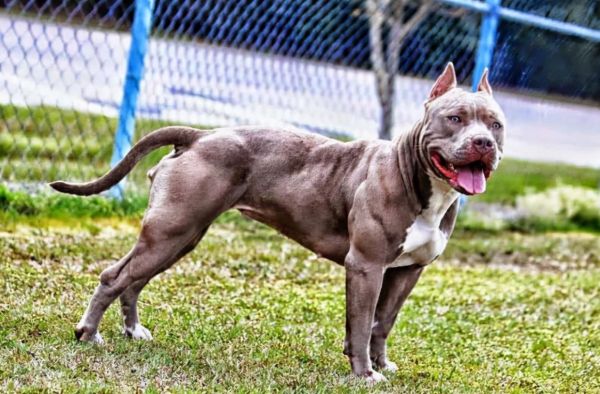 世界十大恶犬（世界上最凶猛的十种狗）