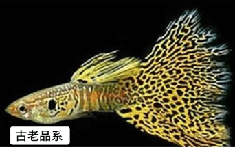 十大最漂亮的孔雀鱼（十大好看的孔雀鱼品种）