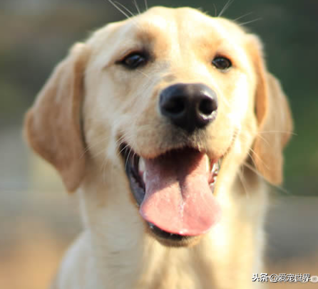 中型犬适合家养的狗,十大适合家养的中型狗推荐