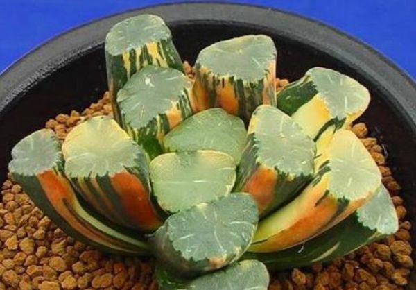 十大最贵多肉玉露（世界十大最贵多肉）