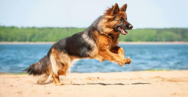 世界十大恶犬（世界上最凶猛的十种狗）
