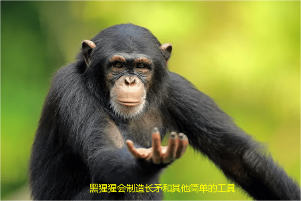 世界十大聪明动物，世界上最聪明的动物前10名