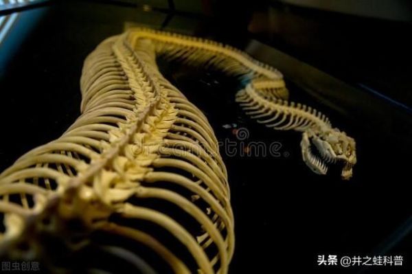 远古最可怕的三大巨蛇（盘点远古三大巨蟒）