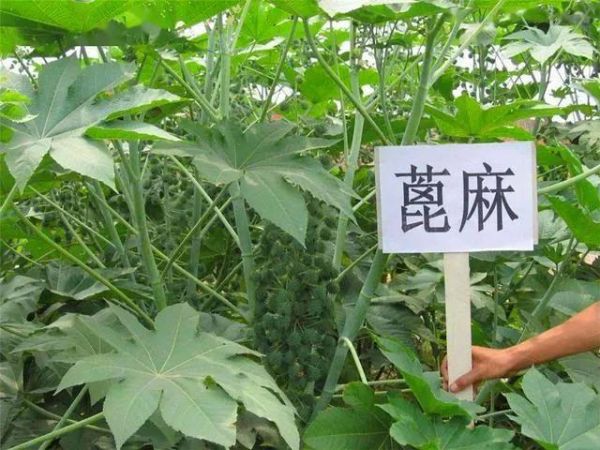 地球上10种毒性最大的物质（世界上最毒的物质十大排行榜）