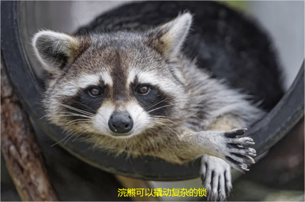 世界十大聪明动物，世界上最聪明的动物前10名