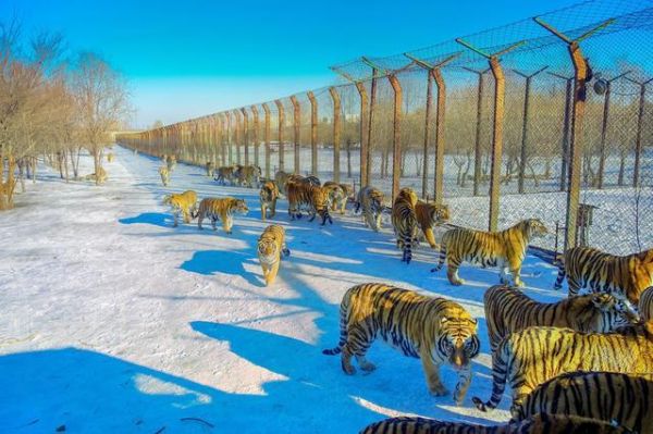 黑龙江十大旅游景点，黑龙江10个经典旅游好去处
