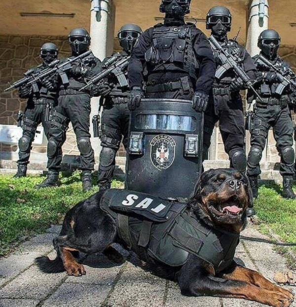 世界十大警犬，史上10大特级军犬