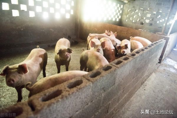 2023年养猪还能挣钱吗，养几头猪一年能挣10万？