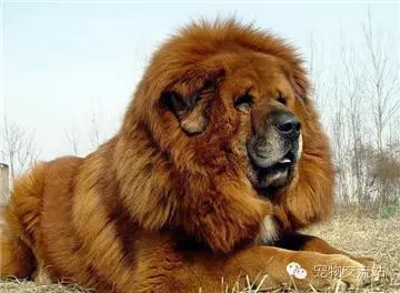 打架最猛的狗十大排行（世界十大打架最猛犬）
