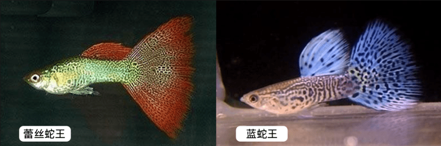 十大最漂亮的孔雀鱼（十大好看的孔雀鱼品种）