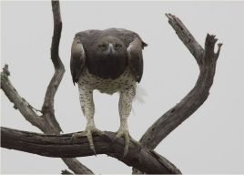 世界十大猛禽实力排名（猛禽战力排行前十名）