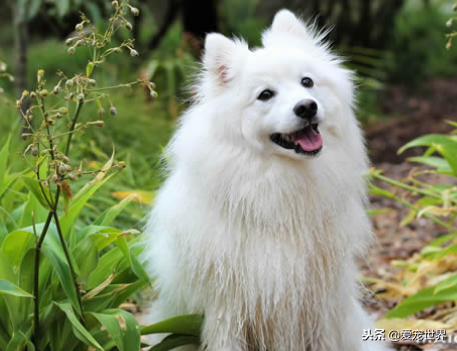 中型犬适合家养的狗,十大适合家养的中型狗推荐