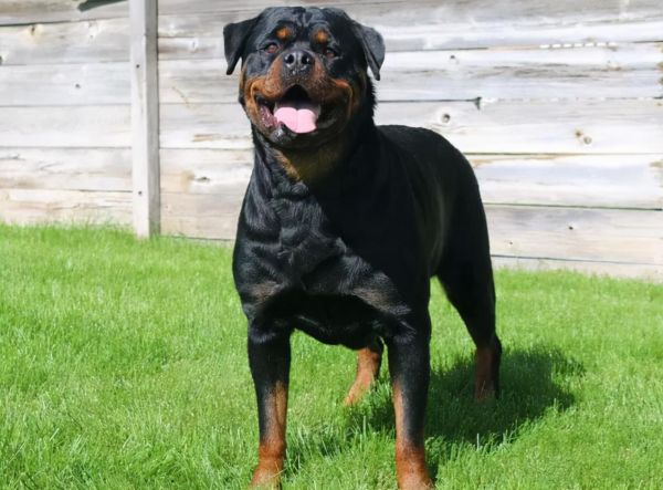 世界十大恶犬（世界上最凶猛的十种狗）