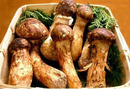世界上最贵的食物排行榜前十名	 世界上最贵的10种食物
