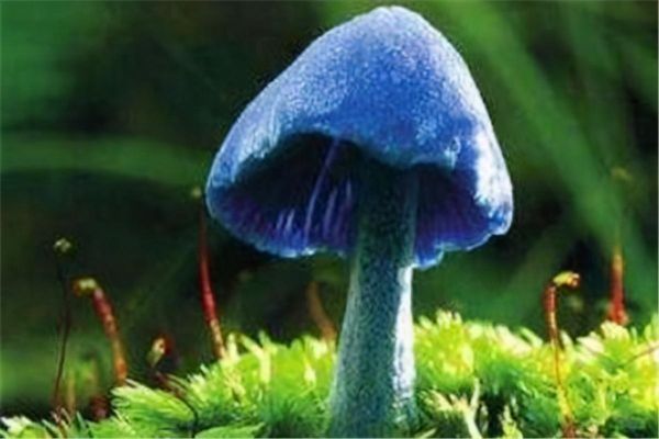 世界十大最奇怪的蘑菇，这些蘑菇还有毒
