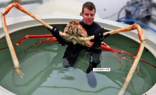 海洋十大巨大生物，目前真实存在的十大巨兽