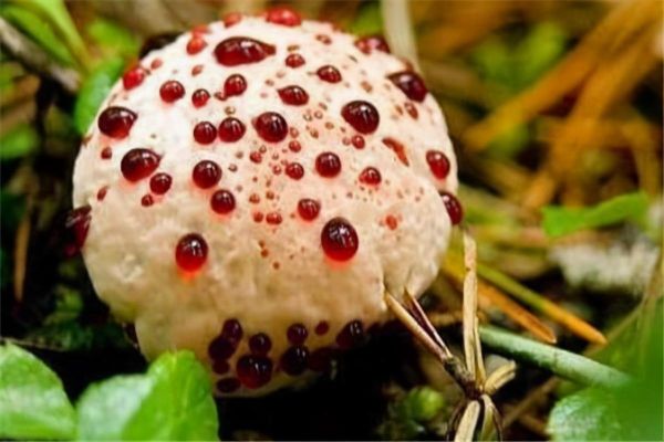 世界十大最奇怪的蘑菇，这些蘑菇还有毒
