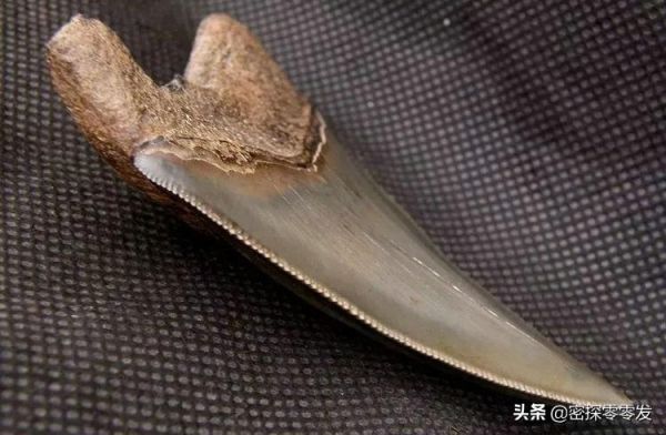 巨齿鲨有天敌吗，为什么会灭绝了