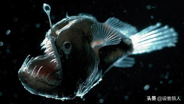 海洋最深处的十大可怕的生物