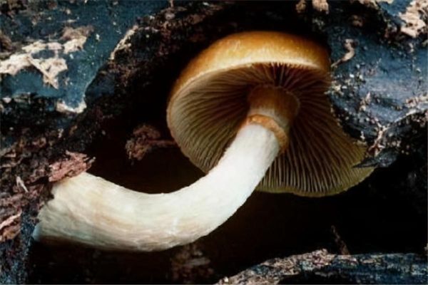 世界十大最奇怪的蘑菇，这些蘑菇还有毒