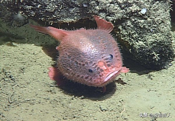 海洋最深处的十大可怕的生物