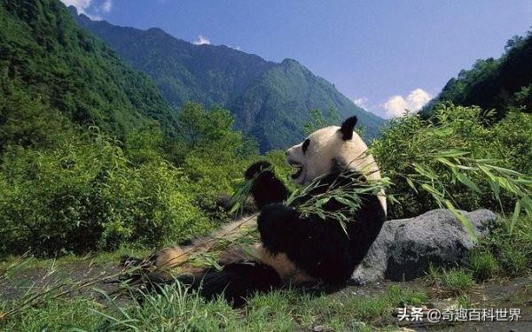 中国的自然保护区有哪些（中国十大自然保护区盘点）