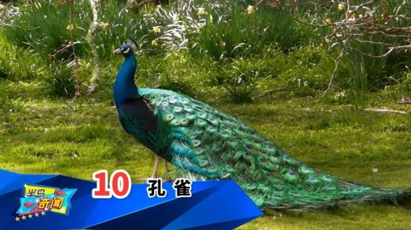世界十大最奇特的鸟（看起来像是外星物种的鸟类）