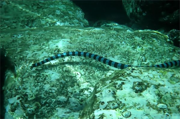 世界上最毒的生物十大排名（10种地球上的最毒生物）