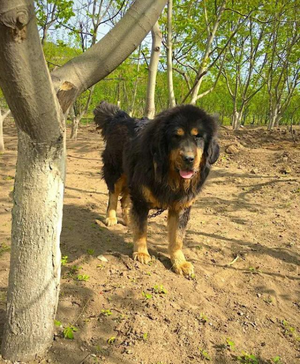 世界十大烈性犬排名（十大勇猛烈性犬）
